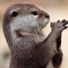 Otter 1