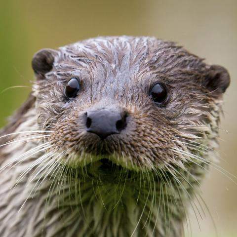 Otter 2