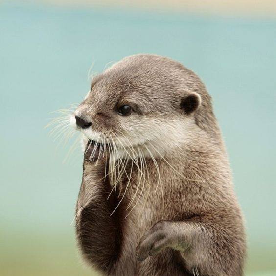 Otter 3
